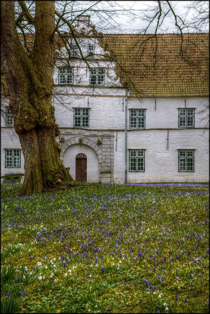 Krokusblüte in Husum