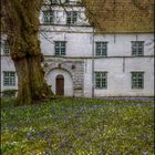 Krokusblüte in Husum