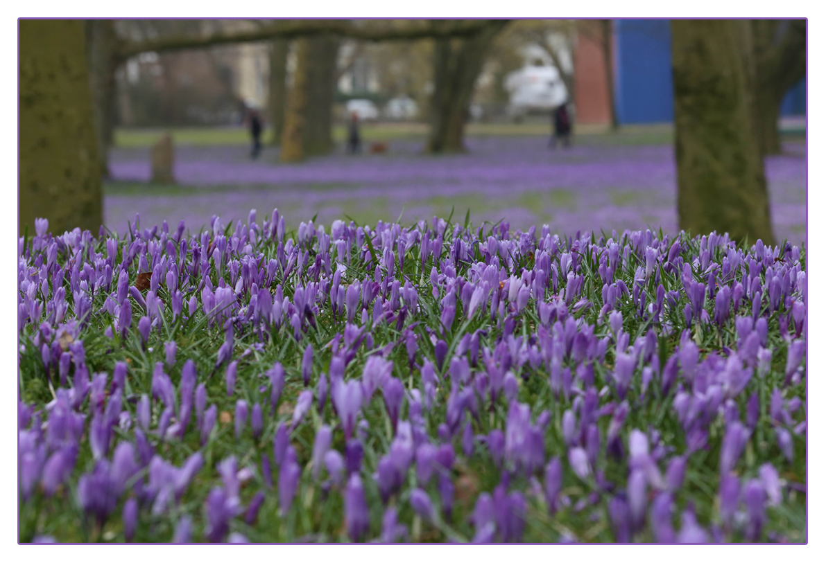 Krokusblüte in Husum