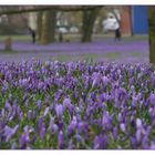 Krokusblüte in Husum