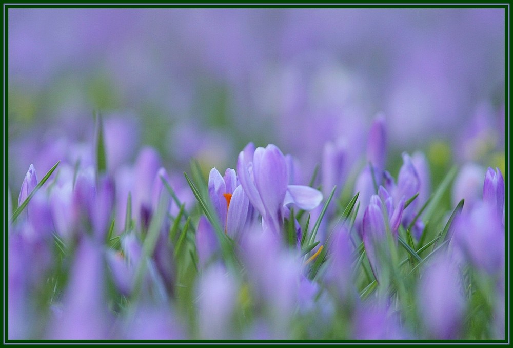 Krokusblüte in Husum 4