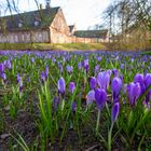 Krokusblüte in Husum