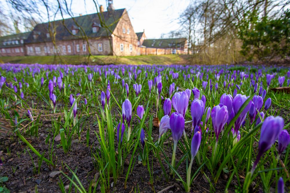 Krokusblüte in Husum