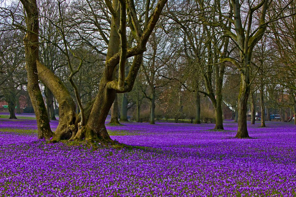 Krokusblüte in Husum Foto & Bild pflanzen, pilze & flechten, blüten