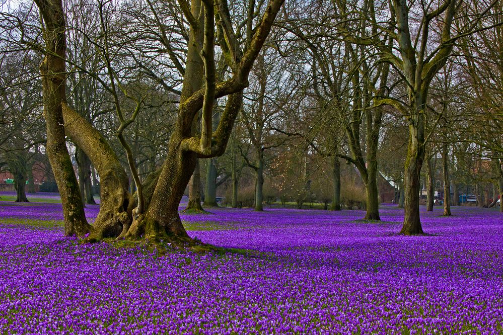 Krokusblüte in Husum