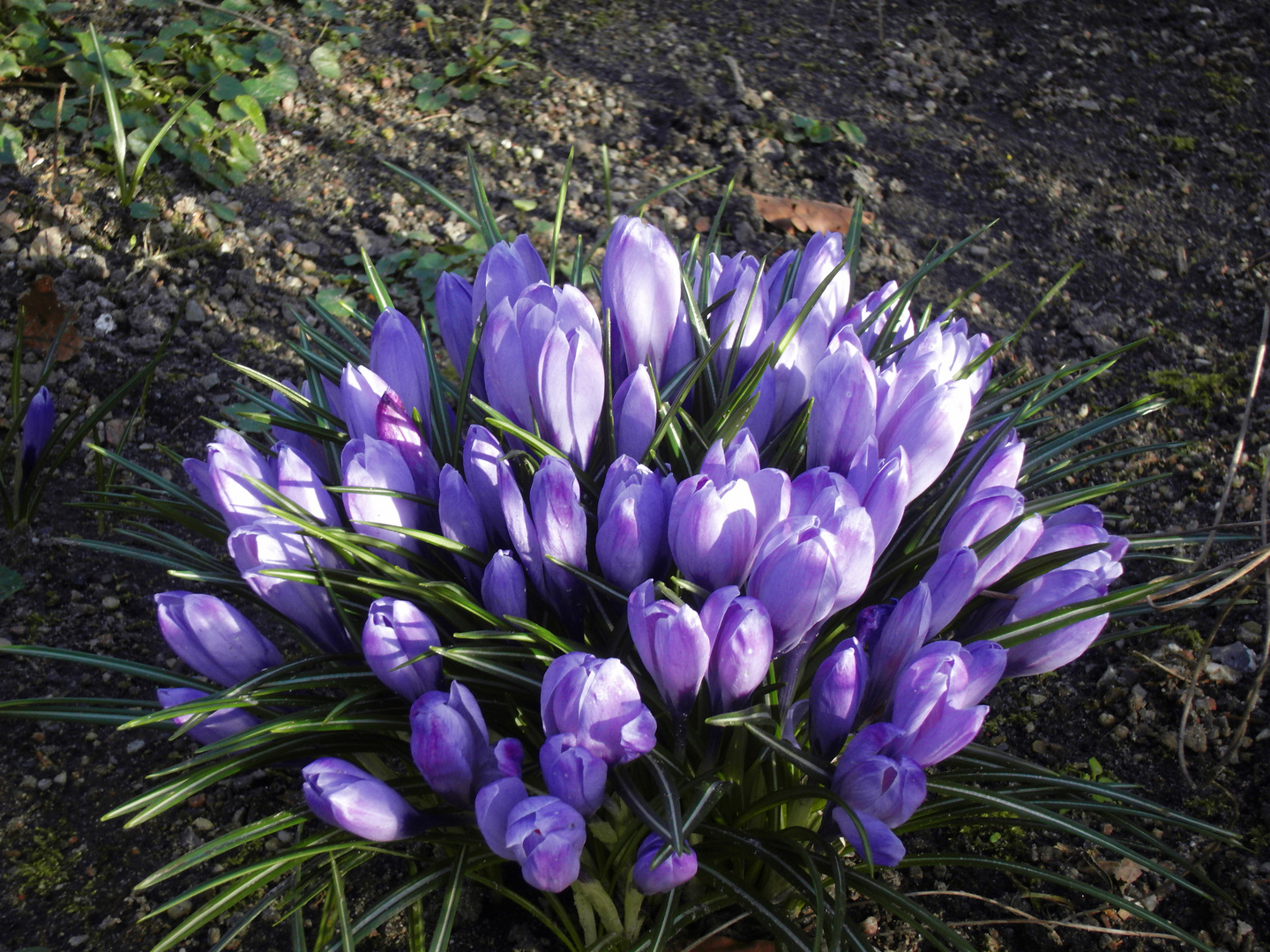 Krokusblüte in Husum