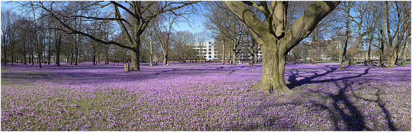 Krokusblüte in Husum