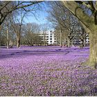 Krokusblüte in Husum