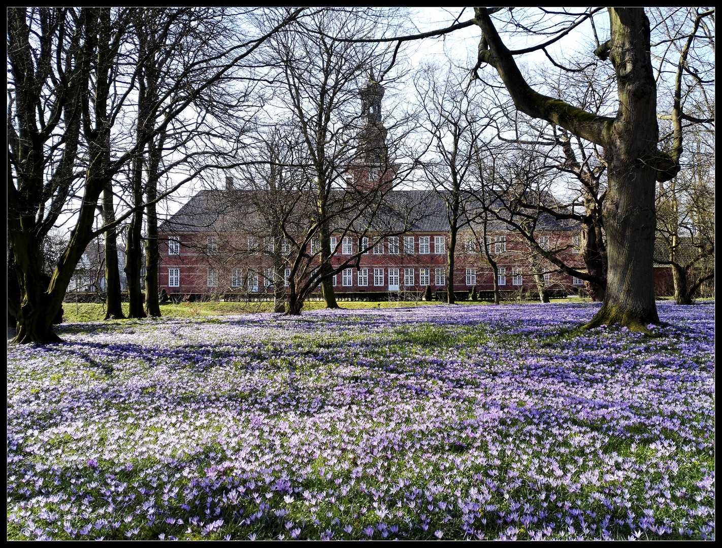 Krokusblüte in Husum