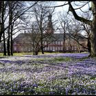 Krokusblüte in Husum