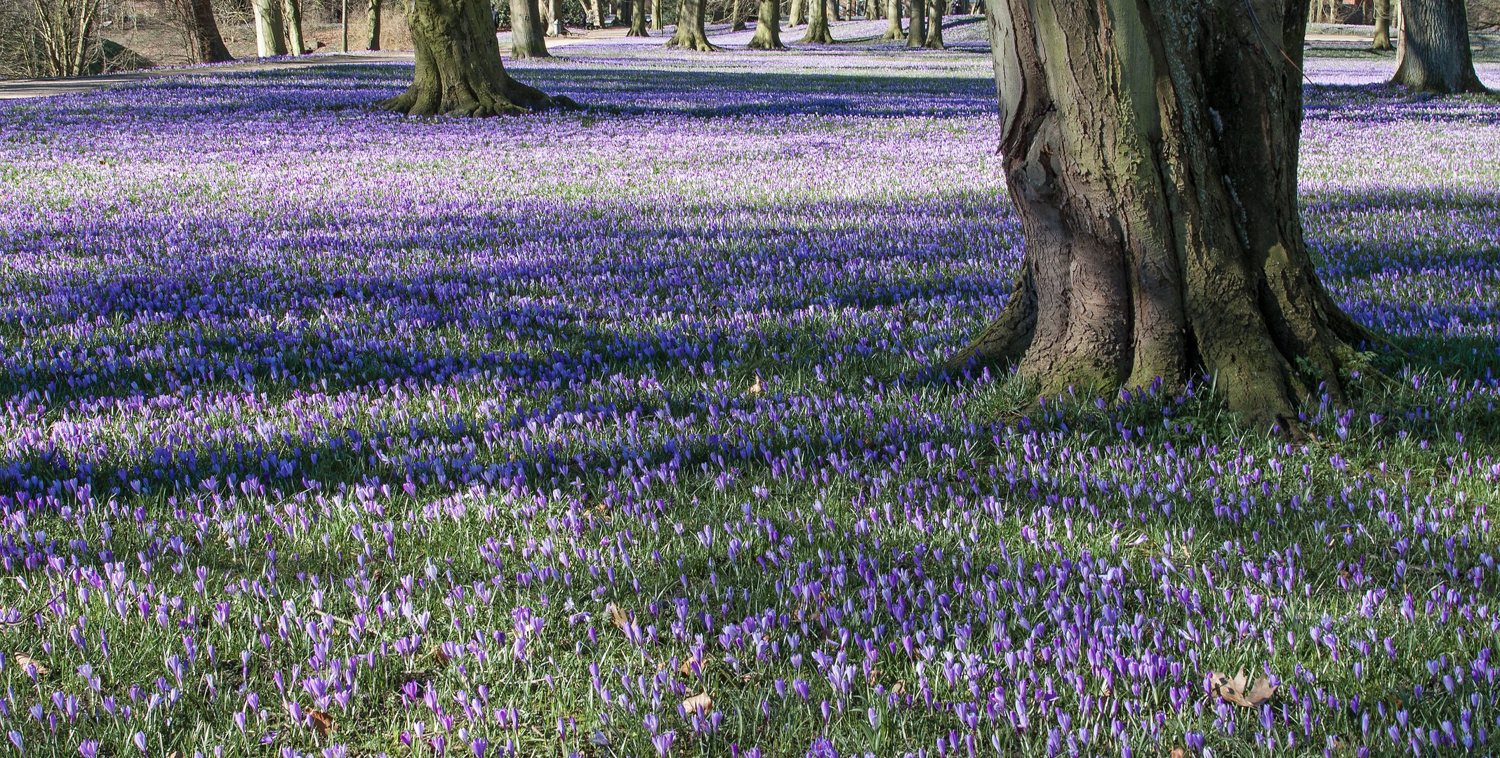 KROKUSBLÜTE IN HUSUM