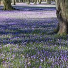 KROKUSBLÜTE IN HUSUM