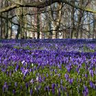 Krokusblüte in Husum