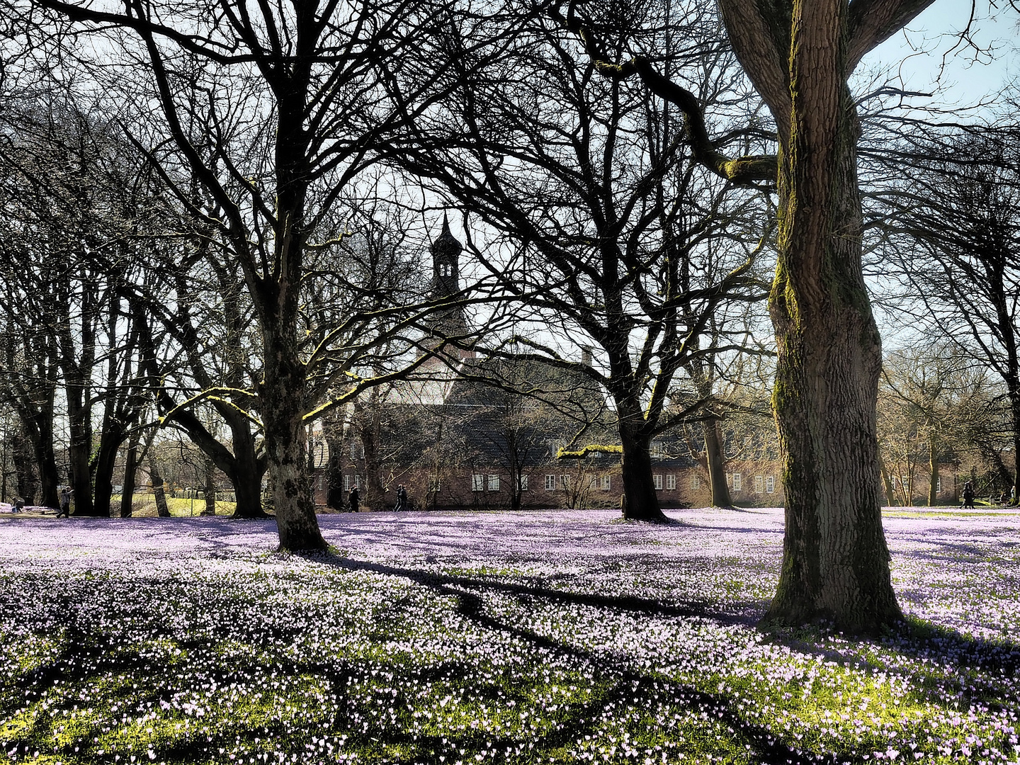 Krokusblüte in Husum