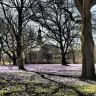 Krokusblüte in Husum