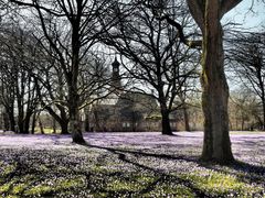 Krokusblüte in Husum