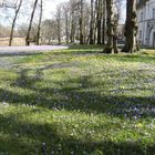 Krokusblüte in Husum