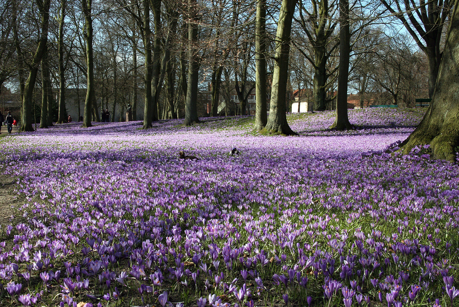 Krokusblüte in Husum