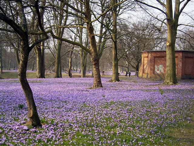 Krokusblüte in Husumer Schloßpark