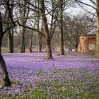 Krokusblüte in Husumer Schloßpark