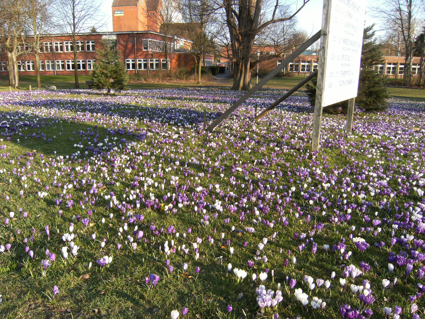 Krokusblüte in Neustadt