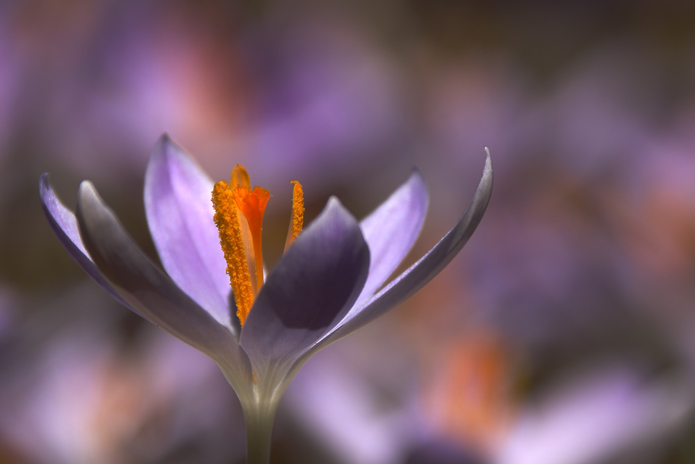 Krokusblüte in voller Pracht