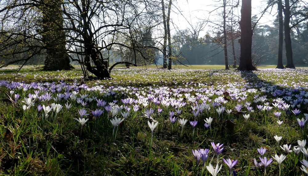 Krokusblüte in Wörlitz