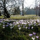 Krokusblüte in Wörlitz