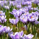 Krokusblüte in Zafelstein