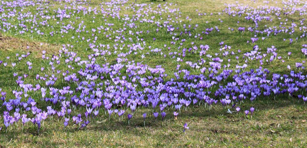 Krokusblüte in Zavelstein