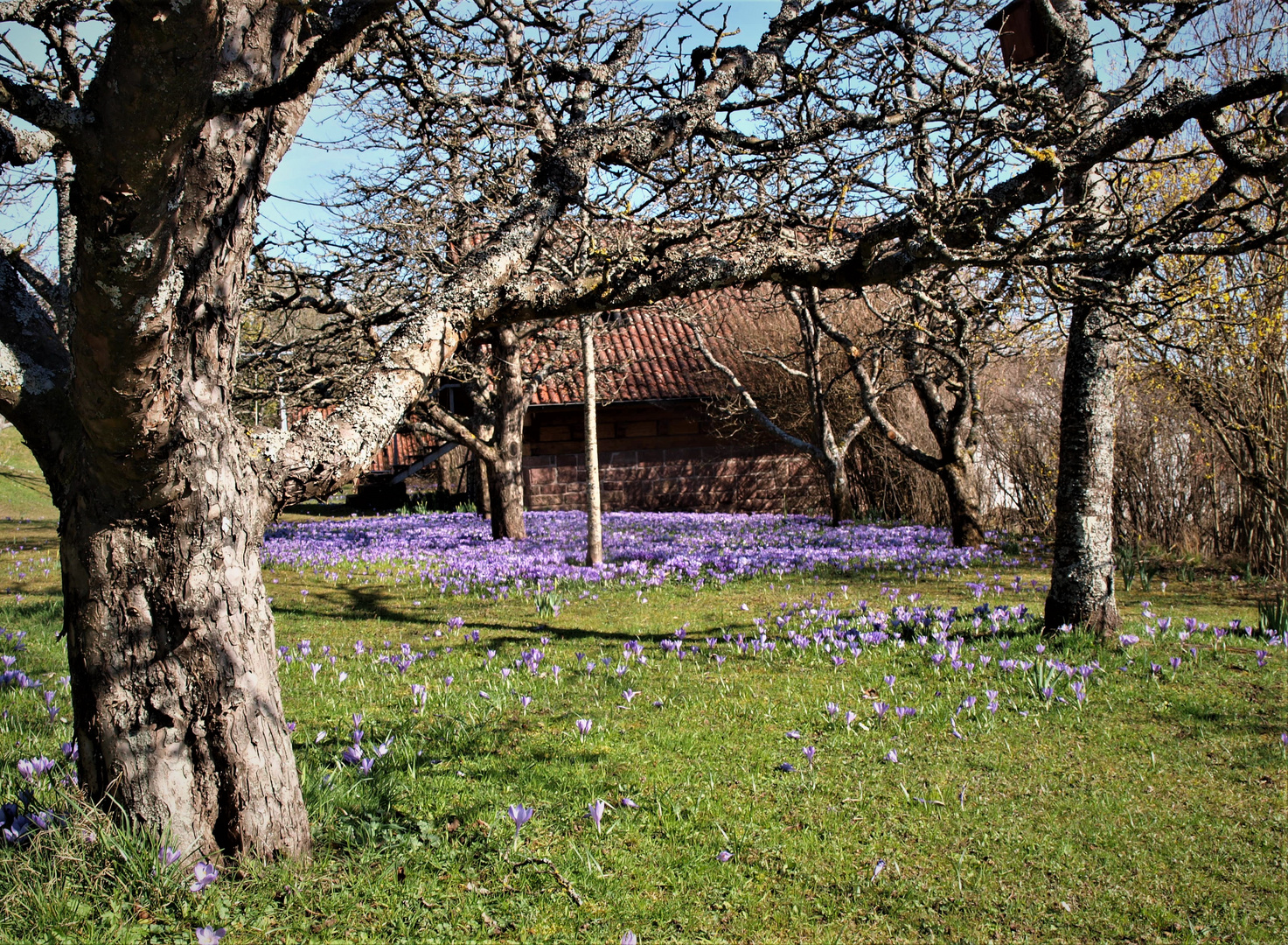 Krokusblüte in Zavelstein