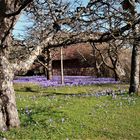 Krokusblüte in Zavelstein