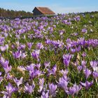 Krokusblüte in Zavelstein