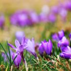 Krokusblüte in Zavelstein