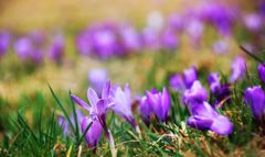 Krokusblüte in Zavelstein