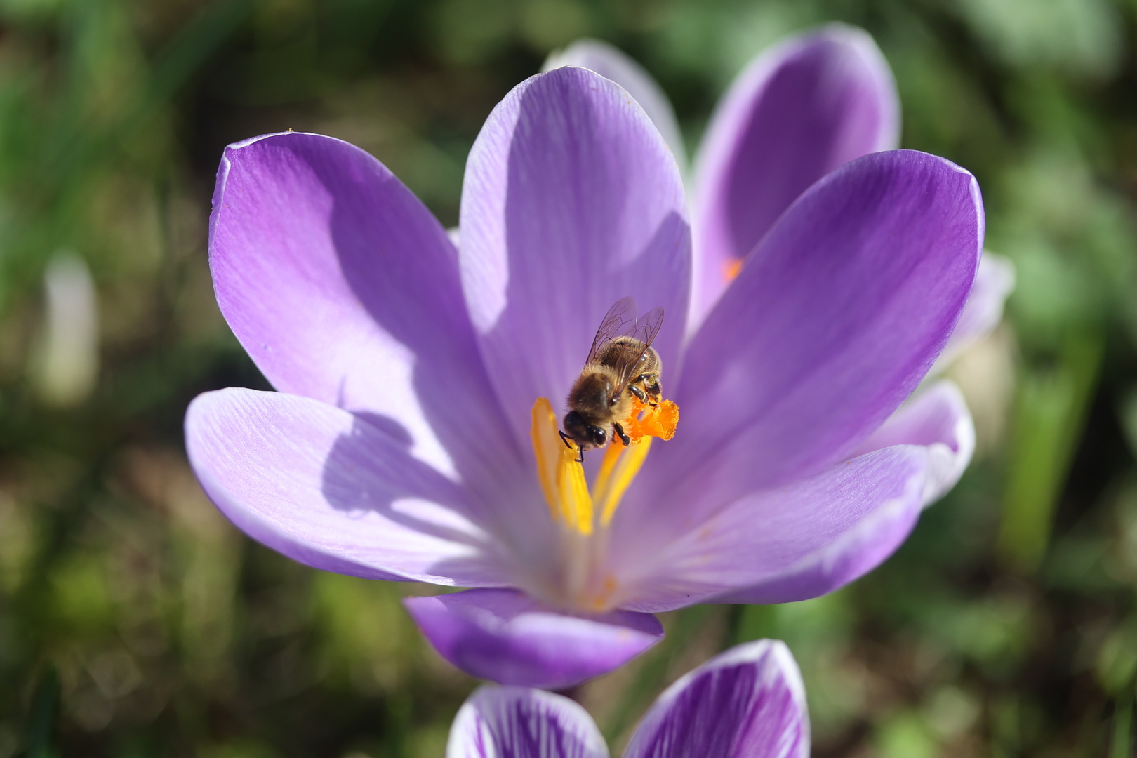 Krokusblüte mit Besucher