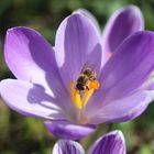 Krokusblüte mit Besucher