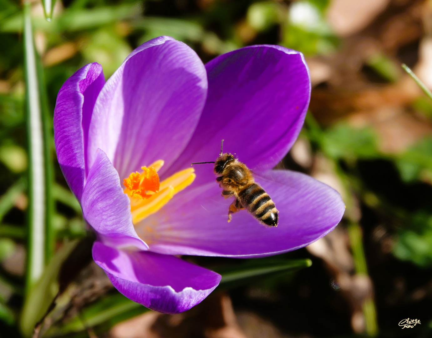 Krokusblüte mit Besucherin