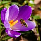 Krokusblüte mit Besucherin