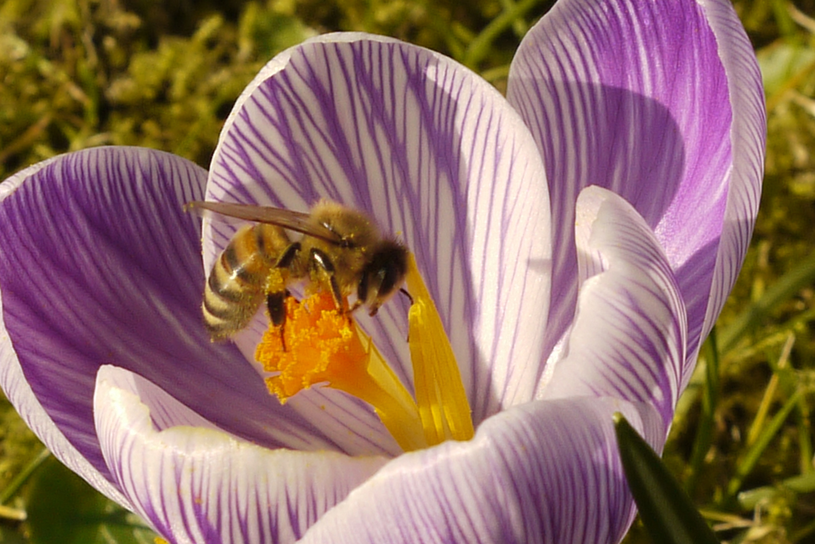 Krokusblüte mit Biene