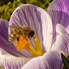 Krokusblüte mit Biene