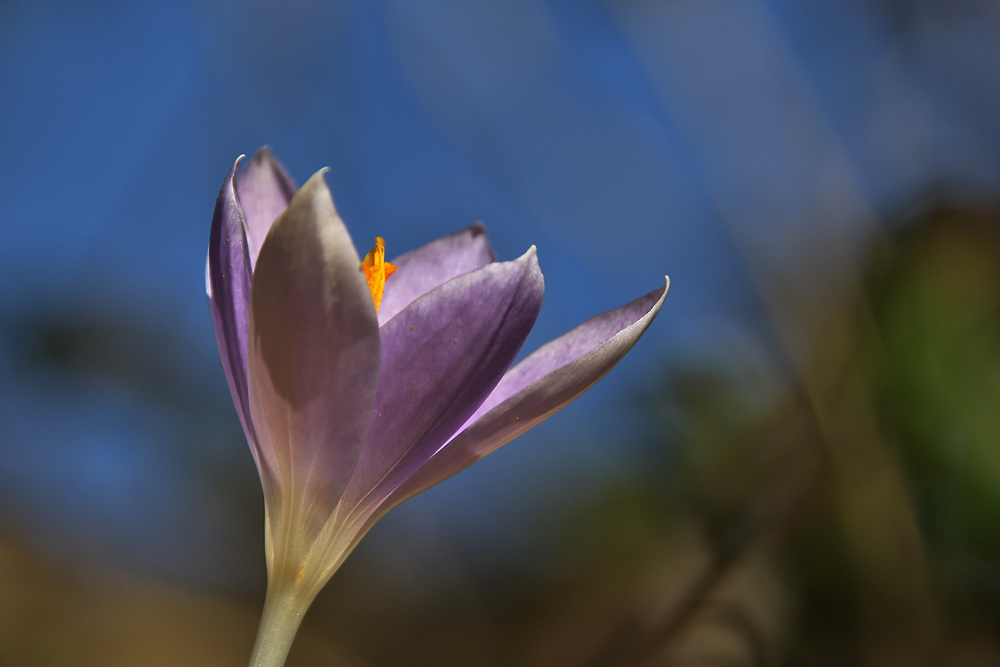 Krokusblüte mit blauem Himmel