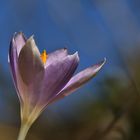 Krokusblüte mit blauem Himmel