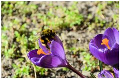 Krokusblüte mit Hummel