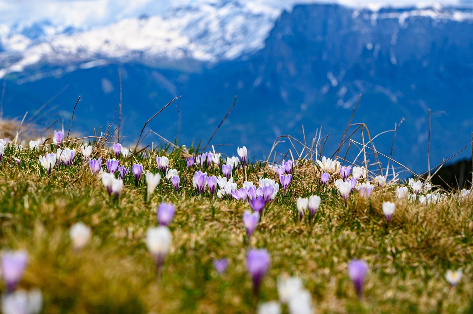 Krokusblüte Rittner Horn