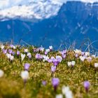 Krokusblüte Rittner Horn