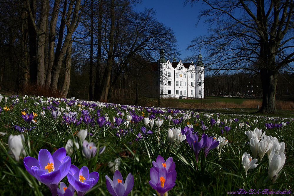 Krokusblüte vor dem Ahrensburger Schloss :)