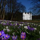 Krokusblüte vor dem Ahrensburger Schloss :)