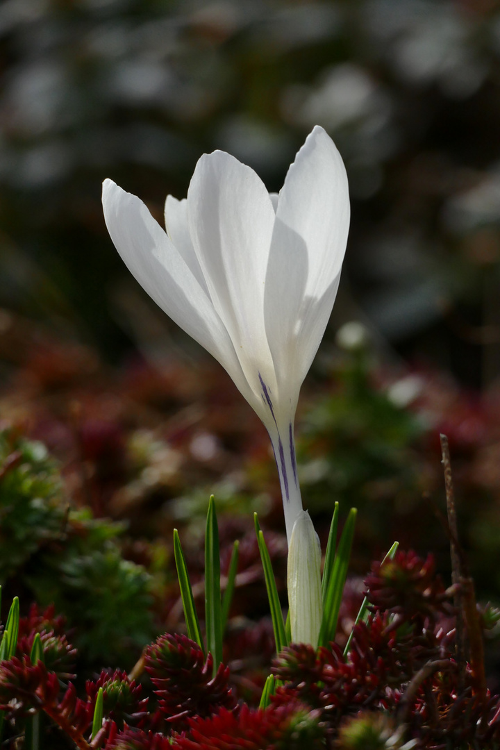 Krokusblüte weiß