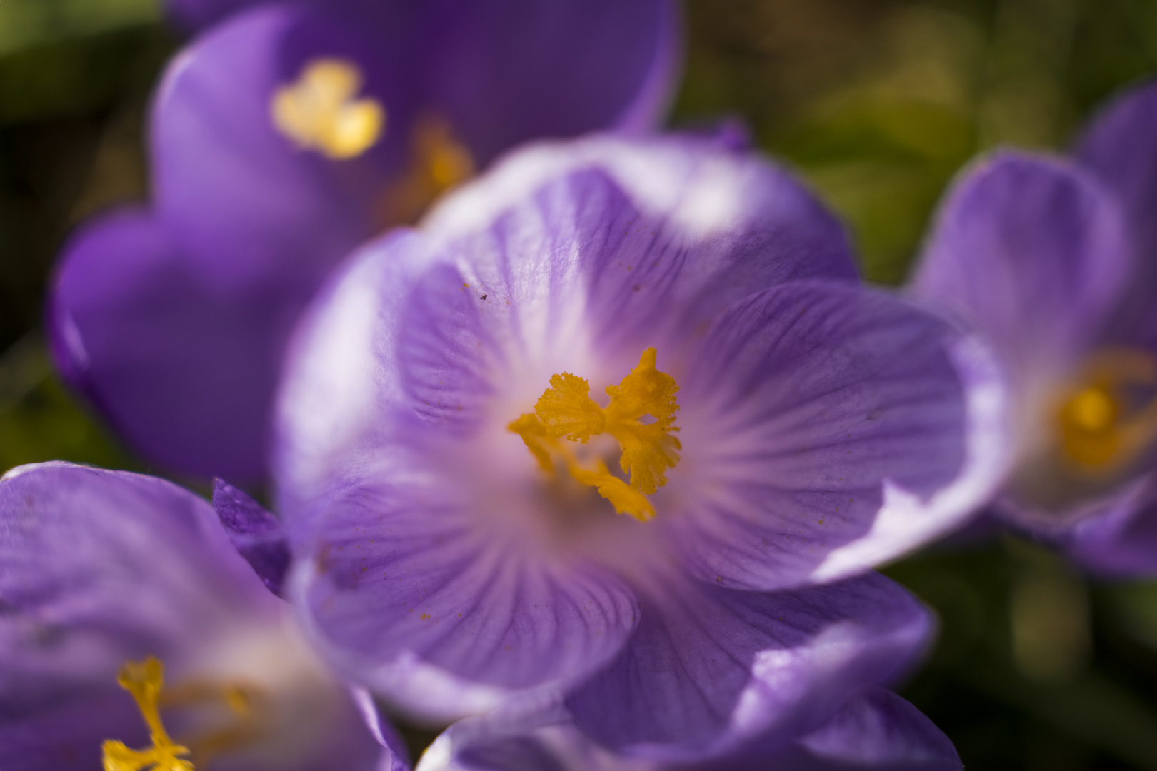 Krokusblüte (Zavelstein)